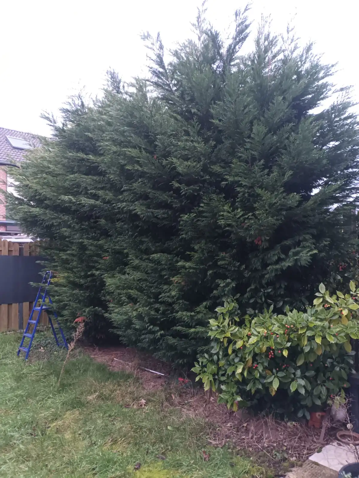 Hecke nach dem Schnitt
